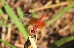 Brachythemis lacustris
