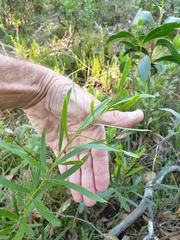 Acacia verniciflua