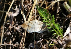 Petrophora subaequaria