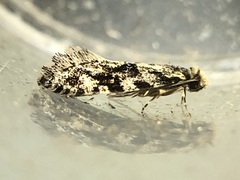 Nemapogon granella
