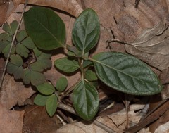 Ruellia caroliniensis