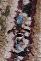 Antepipona