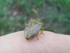 Podisus tinctus