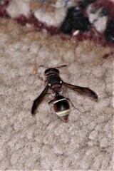 Antepipona