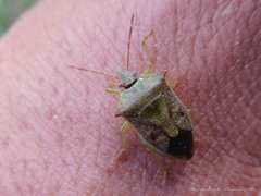 Podisus tinctus
