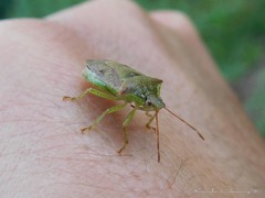 Podisus tinctus
