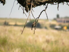 Pyrocephalus rubinus