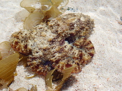Octopus cyanea
