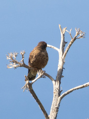 Falco tinnunculus canariensis
