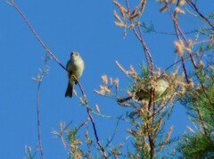Serpophaga griseicapilla