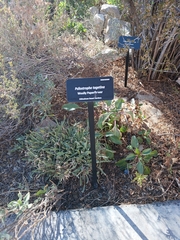 Psilostrophe tagetina