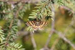 Epelis truncataria