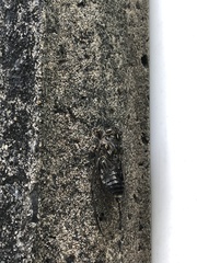 Amphipsalta