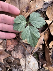 Cardamine diphylla