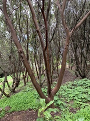 Arbutus canariensis
