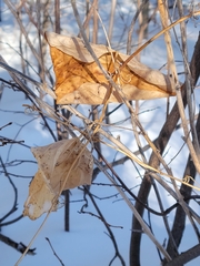 Smilax lasioneura