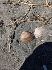 Megapitaria squalida