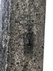 Amphipsalta