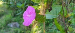 Ipomoea dumosa