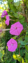 Ipomoea dumosa
