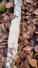 Steccherinum nitidum