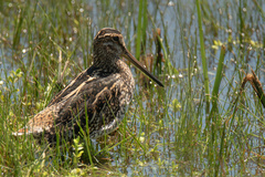 Gallinago paraguaiae