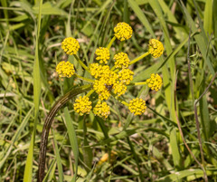 Lomatium cous