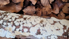 Steccherinum nitidum