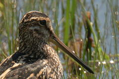 Gallinago paraguaiae