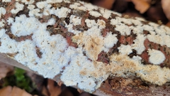 Steccherinum nitidum