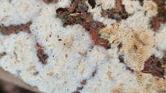 Steccherinum nitidum