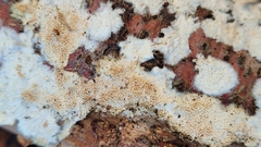 Steccherinum nitidum