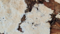 Steccherinum nitidum