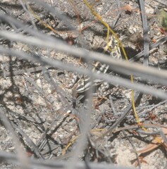 Ctenophorus spinodomus