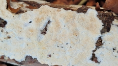 Steccherinum nitidum