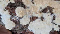 Steccherinum nitidum