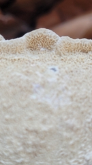 Steccherinum nitidum