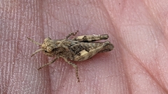 Encoptolophus costalis