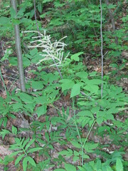 Aruncus dioicus