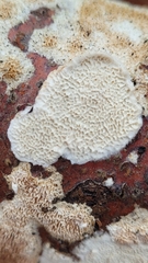 Steccherinum nitidum