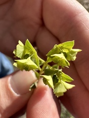 Euphorbia spathulata