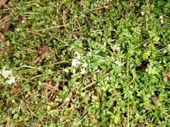 Galium saxatile