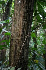 Pouteria macrophylla