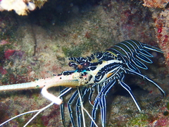 Panulirus