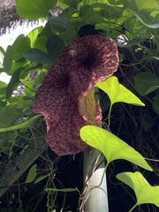 Aristolochia gigantea