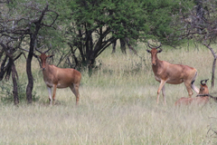Alcelaphus buselaphus cokii