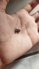 Menemerus bivittatus