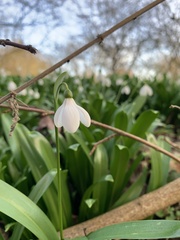 Galanthus woronowii