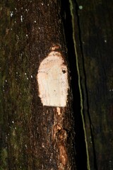 Pouteria macrophylla