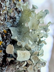 Ramalina sinensis